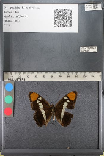 Media type: image;   Entomology 140943
